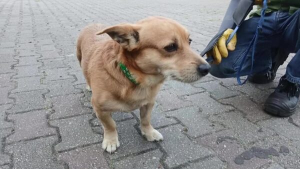 Kleszcze: Małe stworzenia, wielkie zagrożenia