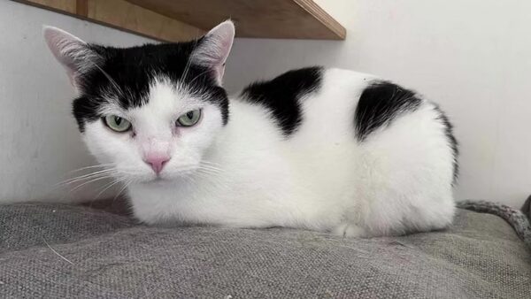 Adopcja i … co dalej?