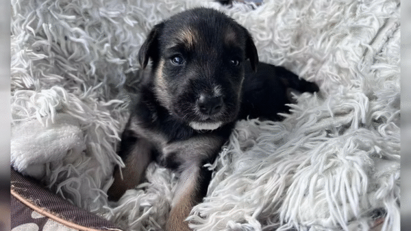 Podaj Łapę – Adopcja i ... co dalej?