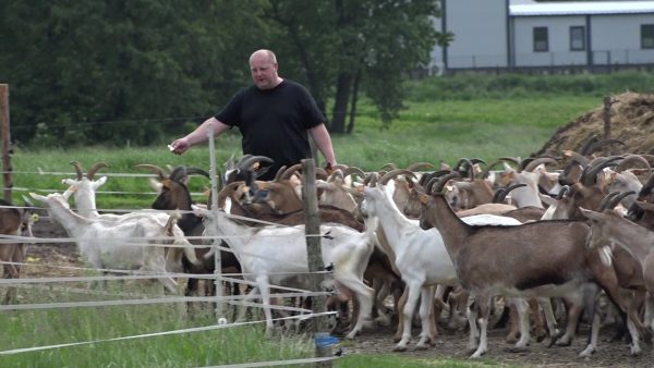 Kto nie ryzykuje ten nie ma .... Mlekomatu!