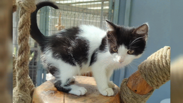 Zasady adopcji zwierząt ze schroniska