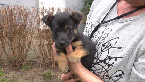 Po adopcji kota