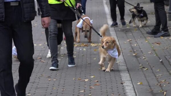 Zaproszenie na przemarsz z okazji światowego dnia zwierząt.
