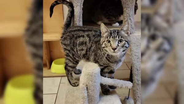 Nowi mieszkańcy schroniska