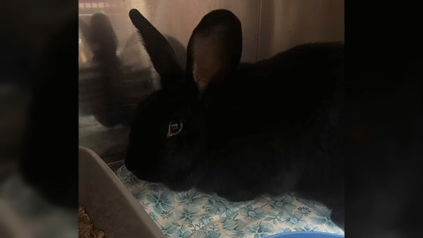 Nowi mieszkańcy schroniska - czyje zguby?