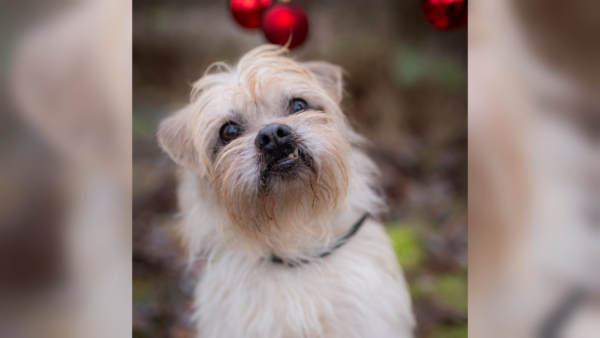 Nowi mieszkańcy schroniska