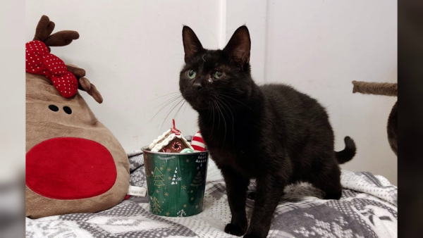 Uhu-ha idzie zima zła - jak pomóc kotom wolno żyjącym w mroźne dni