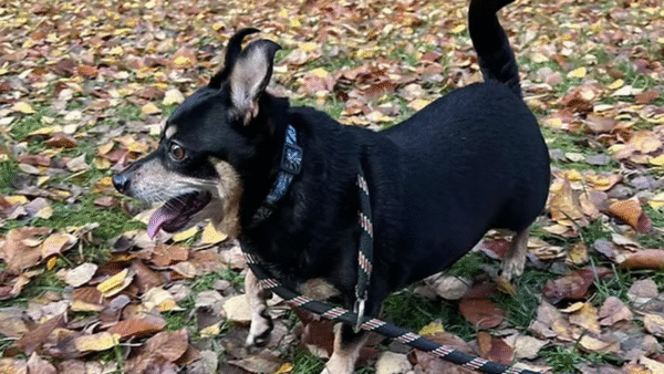 Uhu-ha idzie zima zła - jak zaopiekować się psem w mroźne dni