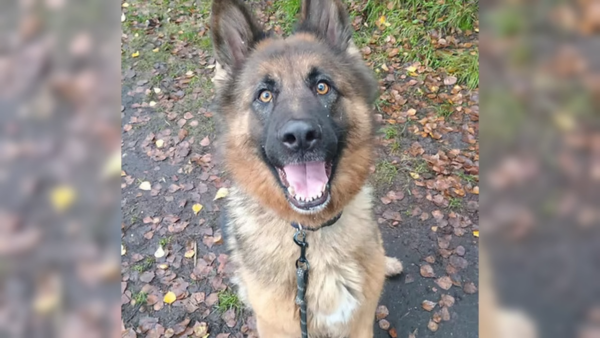 Przekaż 1,5 procenta na bezdomne, schorowane zwierzęta