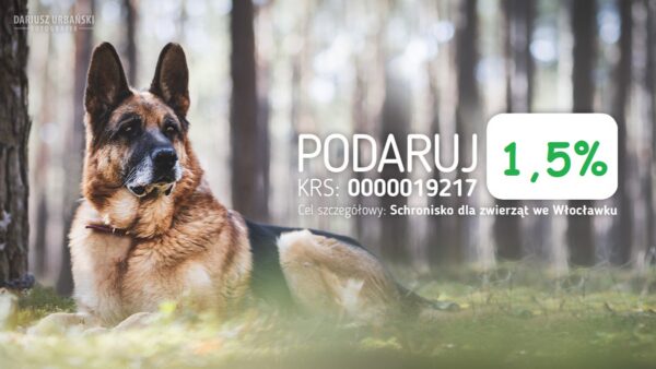 Jak pomóc kotom wolno żyjącym w mroźne dni