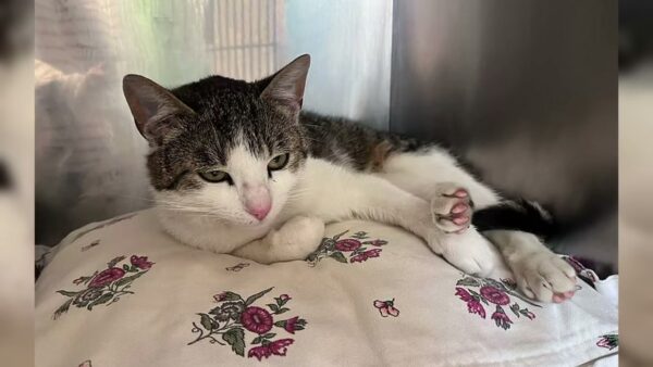 Podaj Łapę - Psi seniorzy