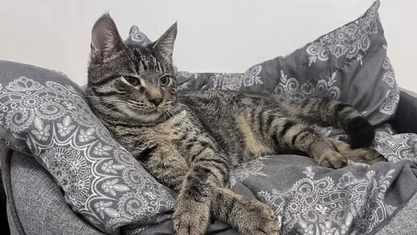 Kleszcze: Małe stworzenia, wielkie zagrożenia