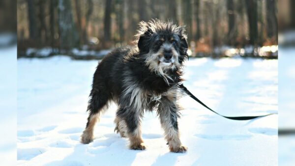 Przekaż 1,5 procenta na bezdomne, schorowane zwierzęta