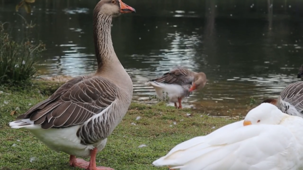 Serwis Kujawsko-Pomorski