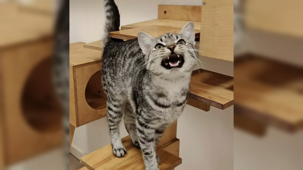 Kleszcze: Małe stworzenia, wielkie zagrożenia