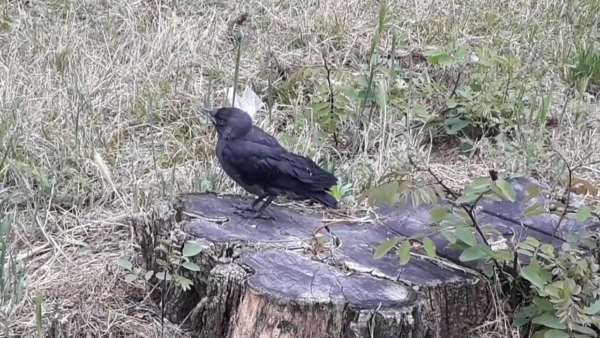 Nie przenoś pisklaków i podlotów - ich miejsce jest przy mamie