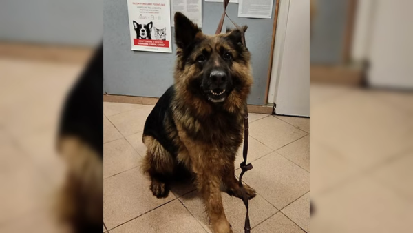 Zasady adopcji zwierząt ze schroniska