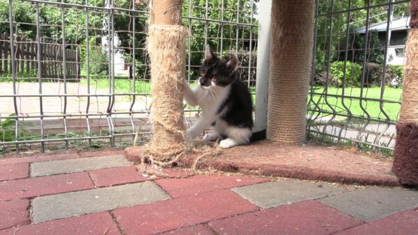 Kocie piękności do adopcji - kto skradnie czyje serce?