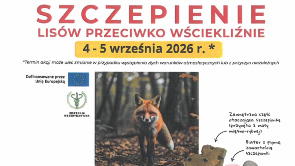 UWAGA! W dniach 4 i 5 września szczepienie lisów przeciwko wściekliźnie