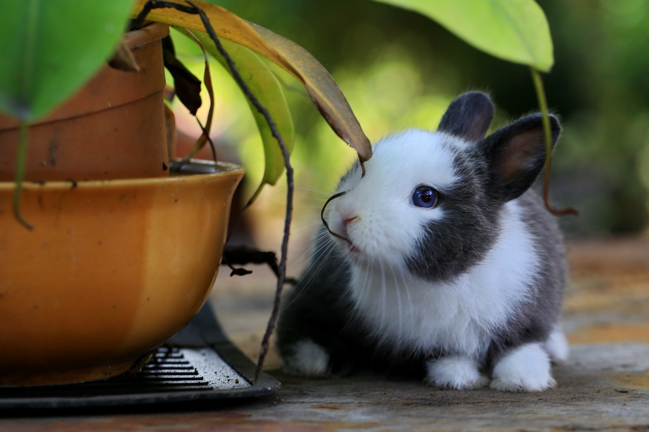 Co należy wziąć pod uwagę biorąc do domu królika?