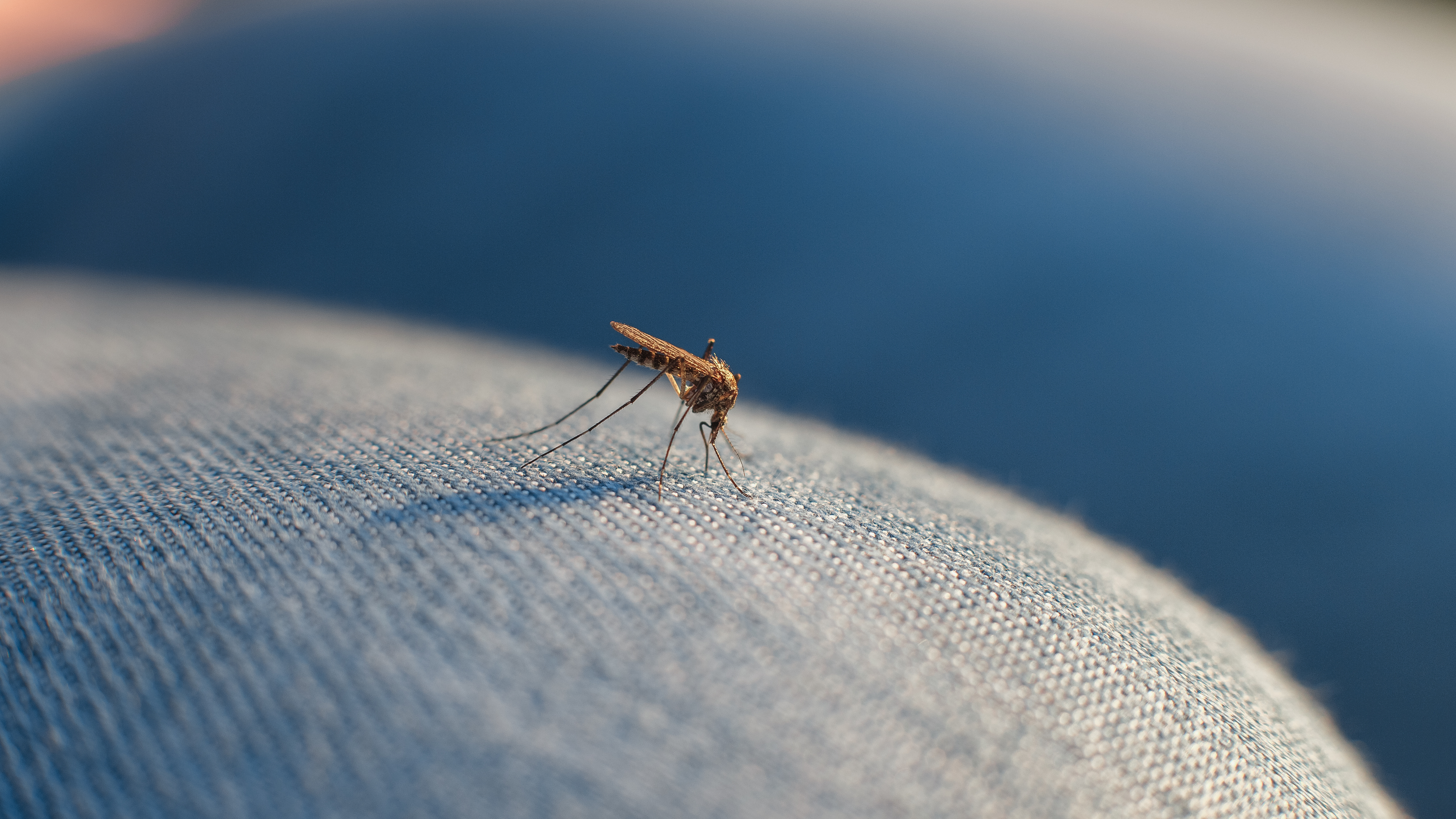 Dobry środek na komary i kleszcze, czyli jaki wybrać?