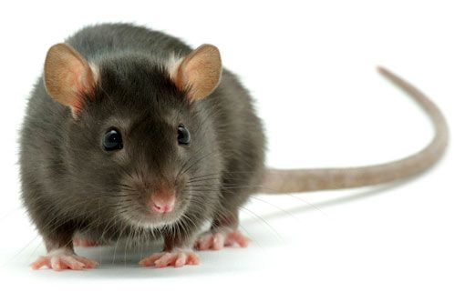 Obowiązkowa deratyzacja. Czy problem szczurów zniknie?