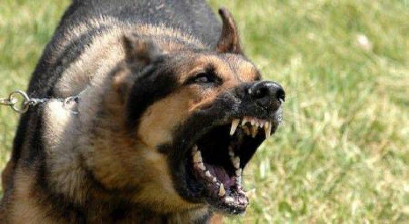 Pogryziona przez psy w Nowej Wsi chce ponad miliona zł odszkodowania od Urzędu Gminy!