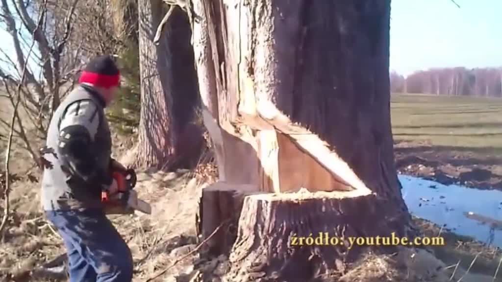 Tragedia podczas wyrębu drzew na terenie gminy Lubanie