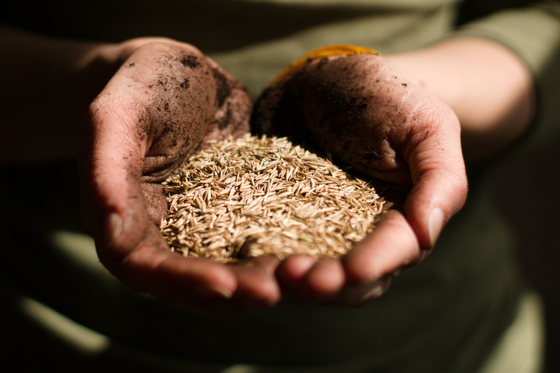 Jak zaprawy nasienne wpływają na wzrost i zdrowie roślin?