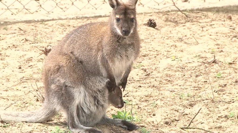 W Baruchowie rodzą się nawet… kangury